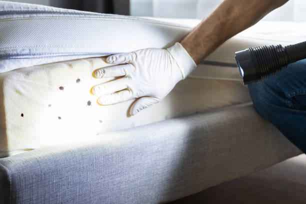 Best Pest Removal Services  in Albany, MO